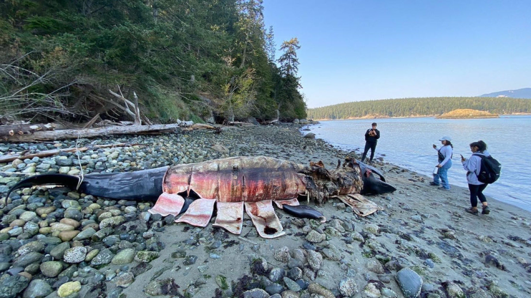 A beached whale found during a coastal walk